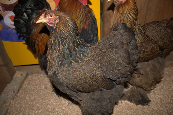 Лакендази куры