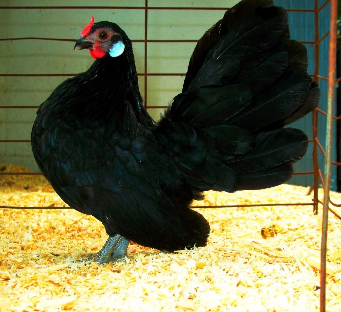 Лакендази куры