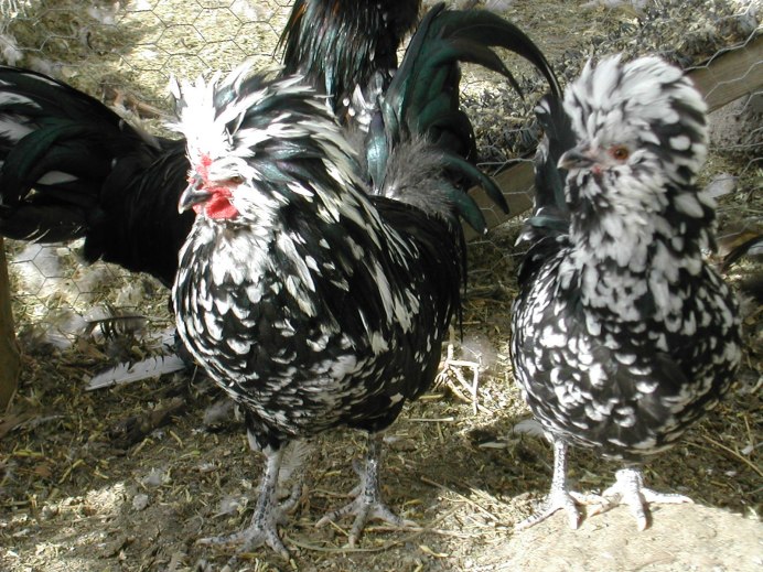 Барневельдер порода