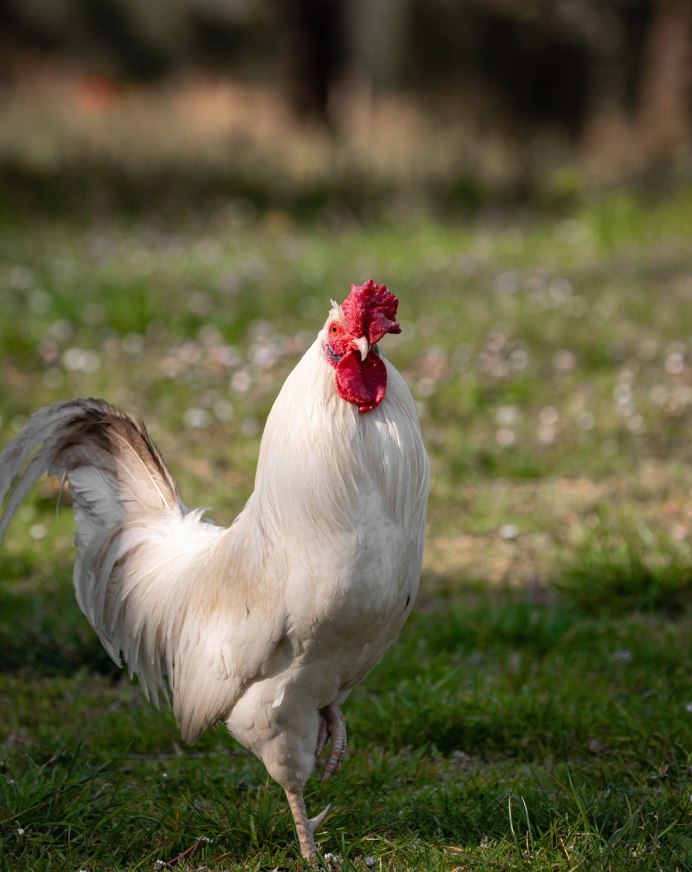 Лакеданзи и Ухейилюй