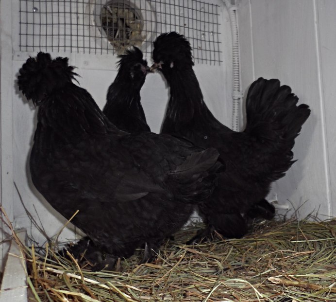 Люйкэданьцзи порода