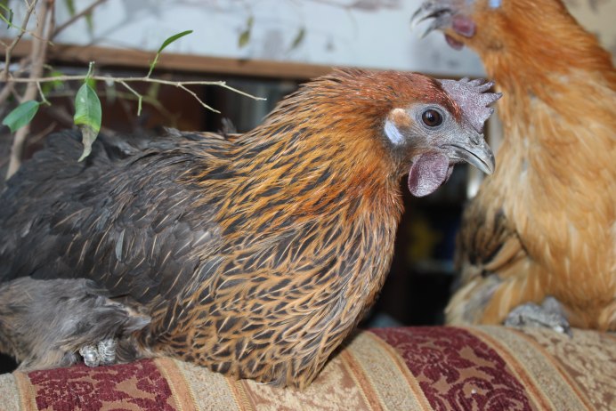 Люйкенданьцзы порода