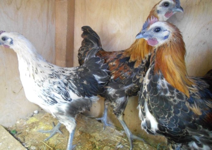 Лакеданзи и Ухейилюй