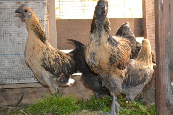 Люйкэданьцзи порода