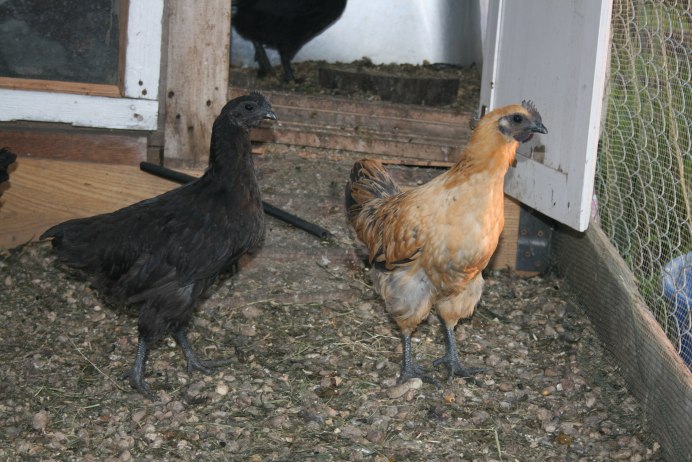 Куры Лакеданзи