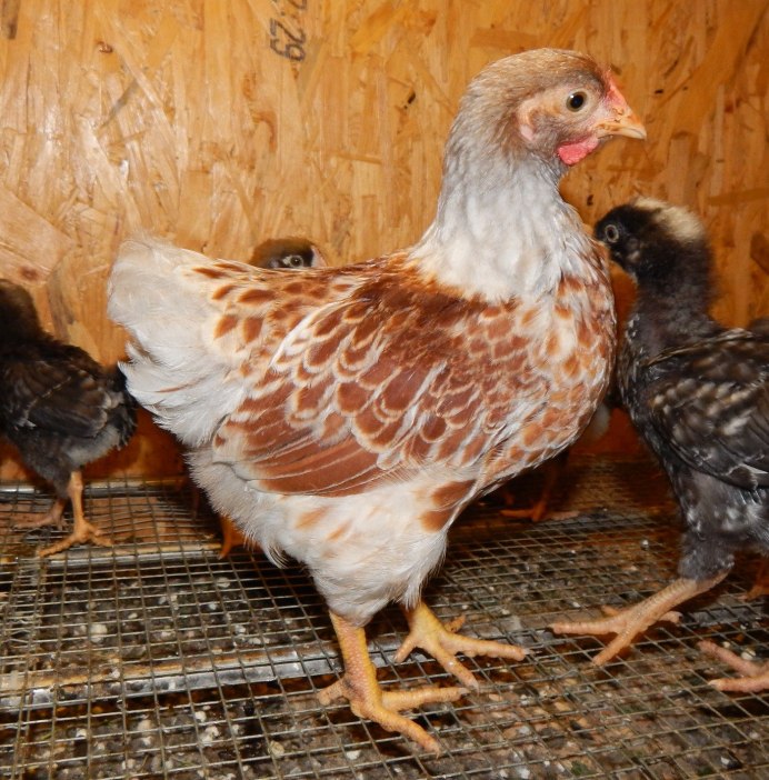 Лакендази расписные куры