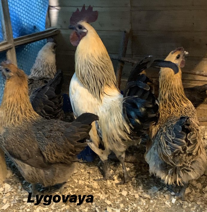 Лакендази куры яйца