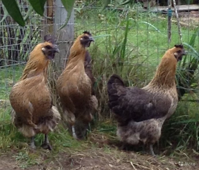 Лакендази порода кур яйцо