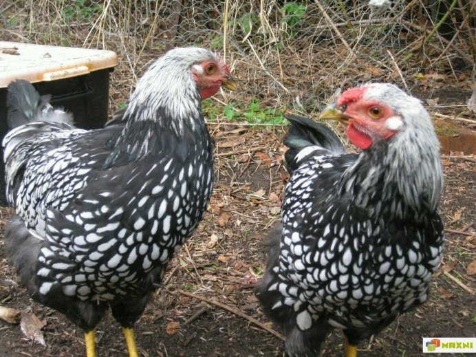 Лакендази порода кур яйцо