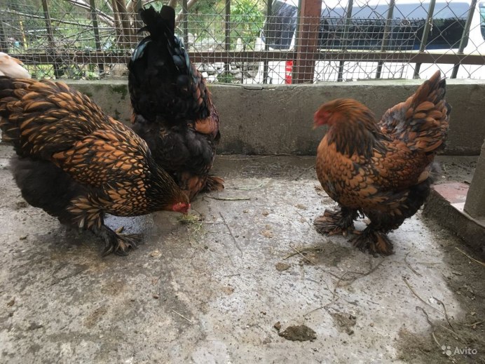 Чёрная курица