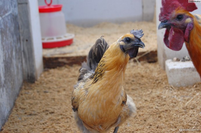 Курицы породы Ухейилюй