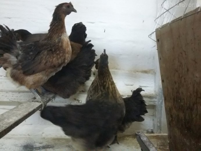 Фаюми курицы