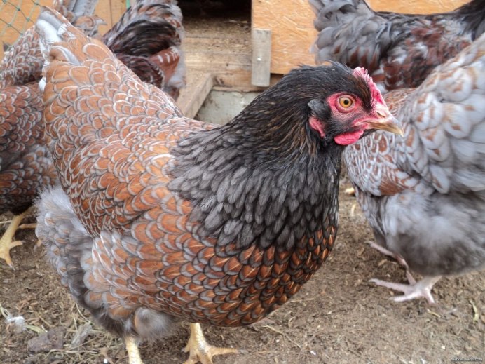 Лакеданзи порода кур