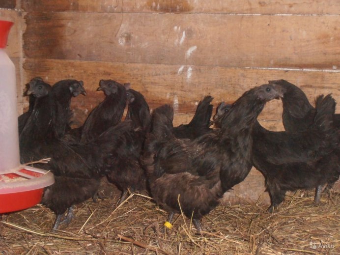 Ухейилюй куры яйца