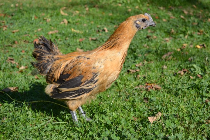 Лакендази порода кур