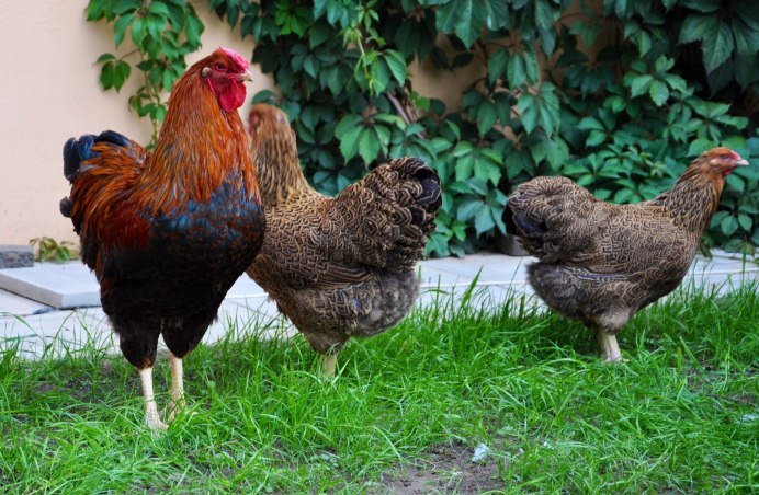 Лакендази белые