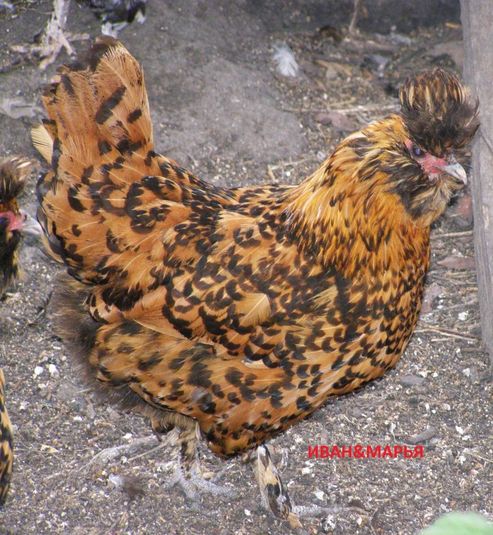 У какой породы кур черный клюв и черные ногти