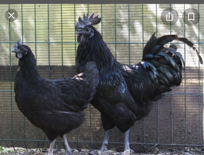 Люйкенданьцзы порода кур