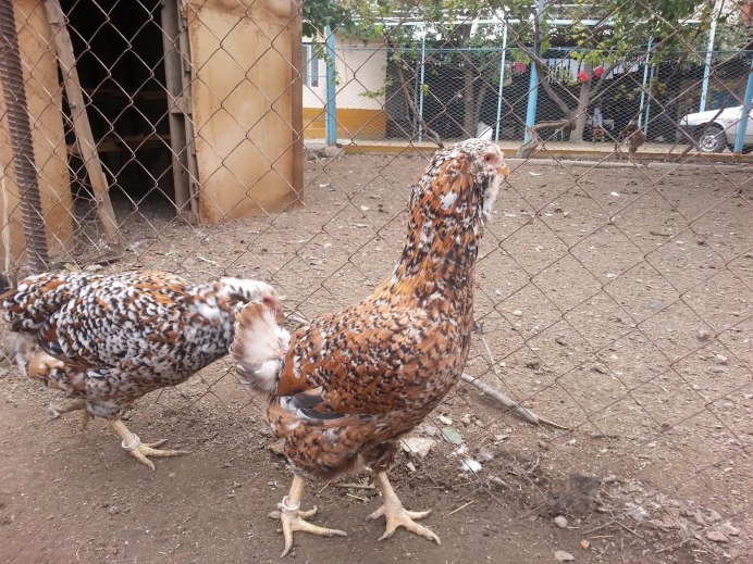Цыплята породы Ухейилюй