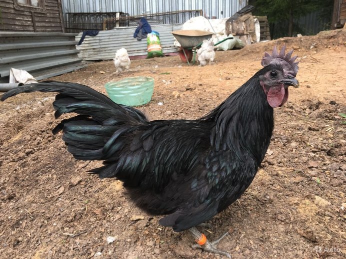 Лакеданзи порода кур