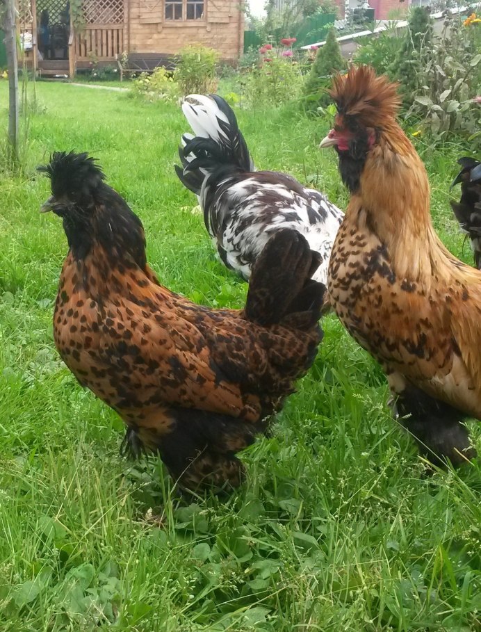 Лакеданзи и Ухейилюй