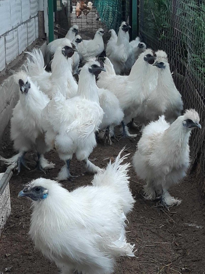 Куры Лакеданзи расписные