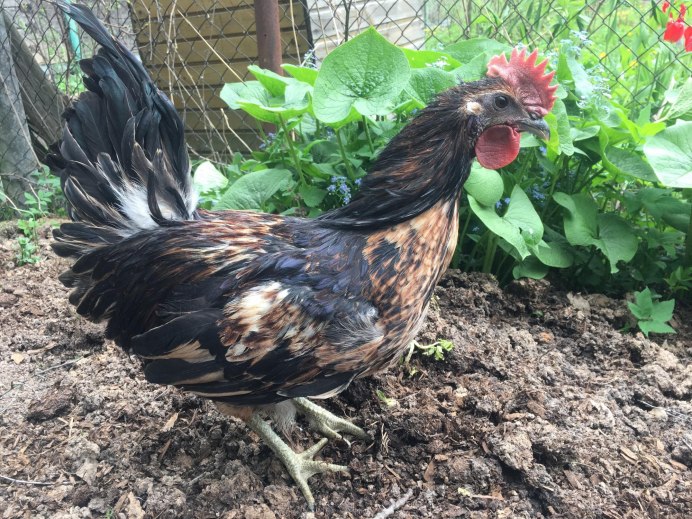 Лакендази расписные куры