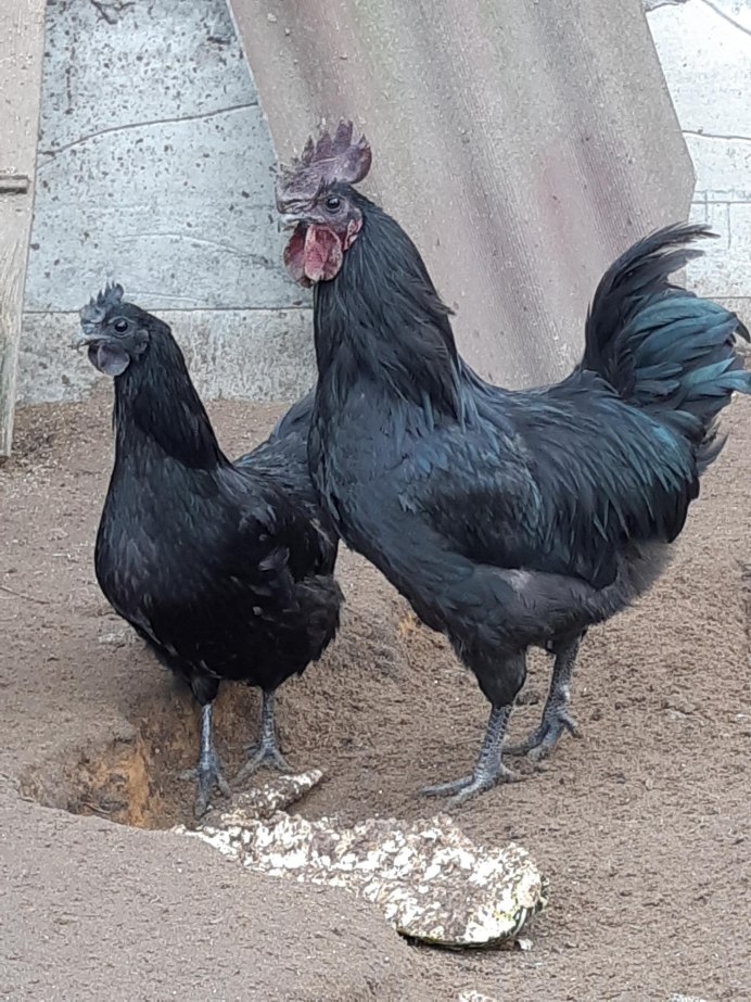 Лакендази порода кур яйцо