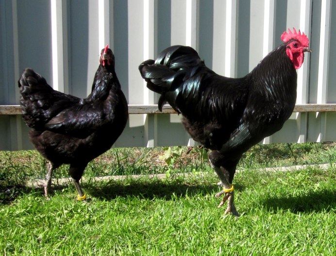 Куры Лакеданзи серебро