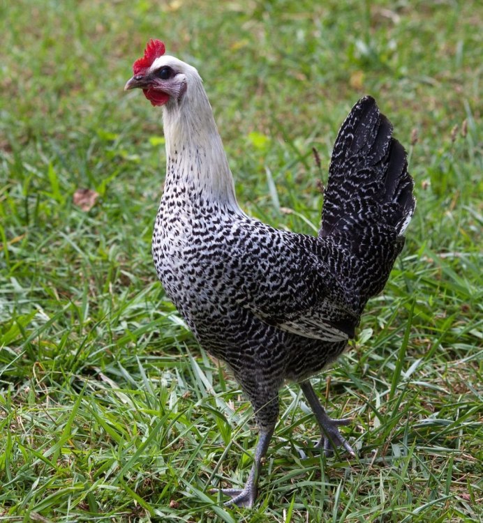 Лакендази порода