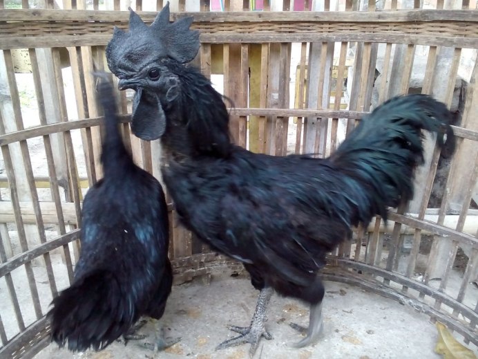 Лакеданзи расписной