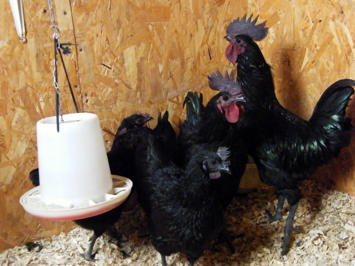 Лакеданзи и Ухейилюй