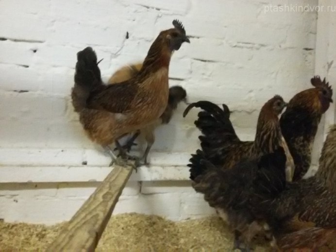 Гамбургский черный петух