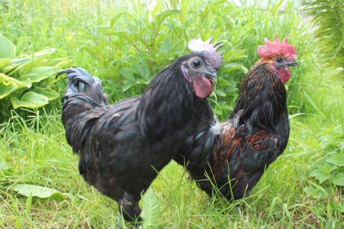 Лакендази порода кур