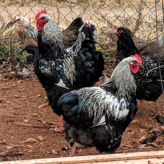 Американ куры