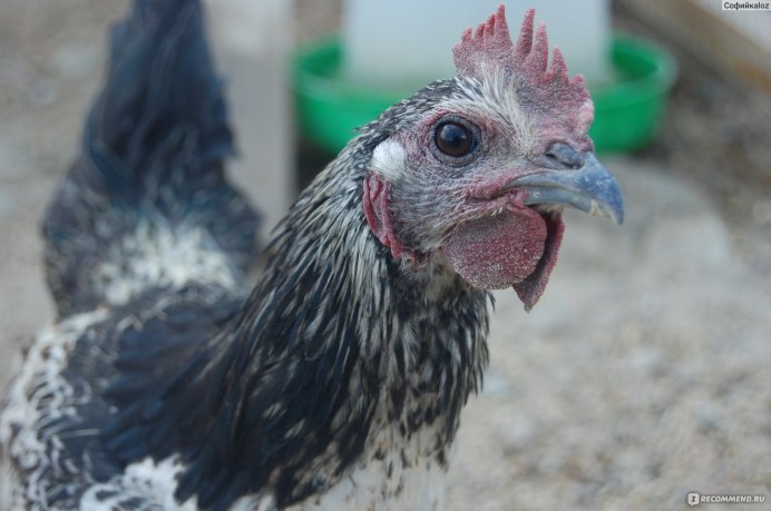 Куры Лакеданзи