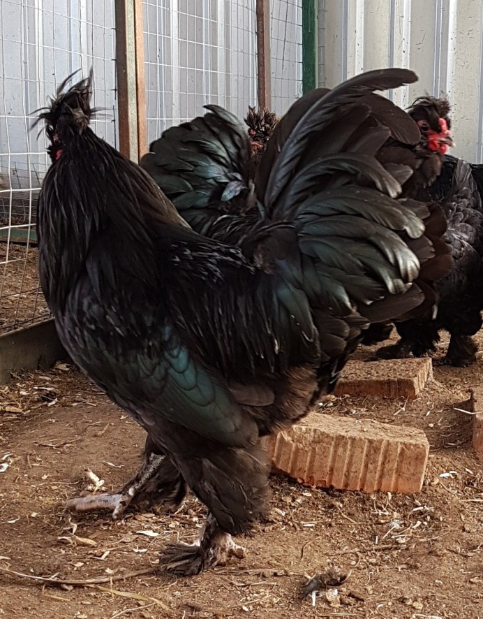 Итальянская куропатчатая