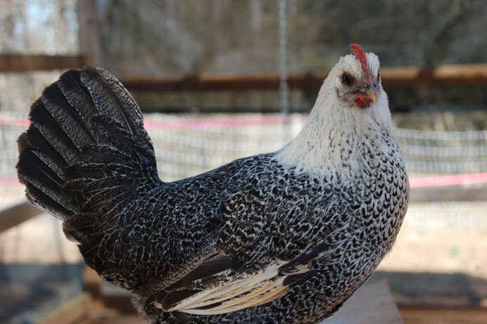 Лакенданзипорода кур