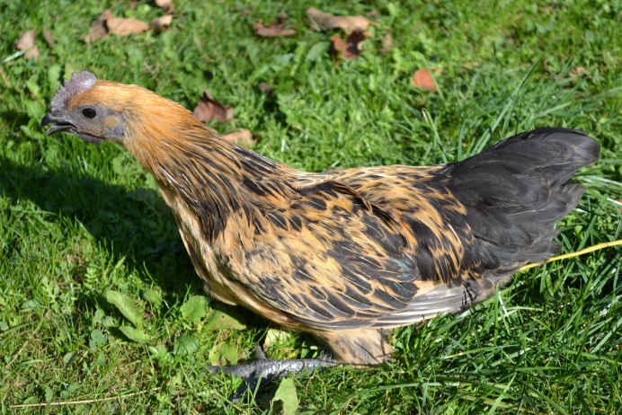 Куры породы Ухейилюй