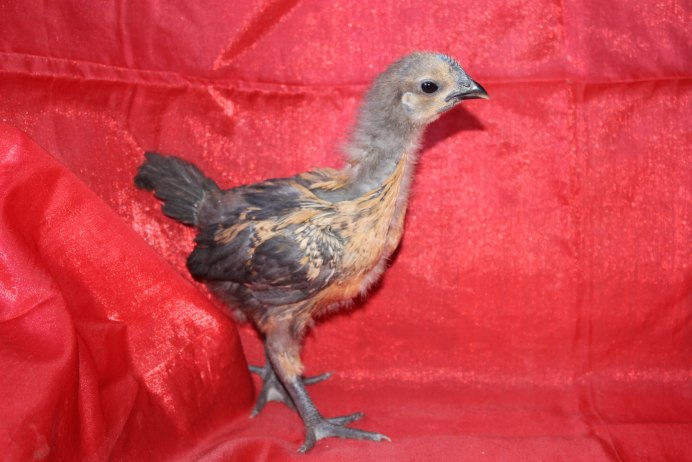 Брама темная голубоокаймленная