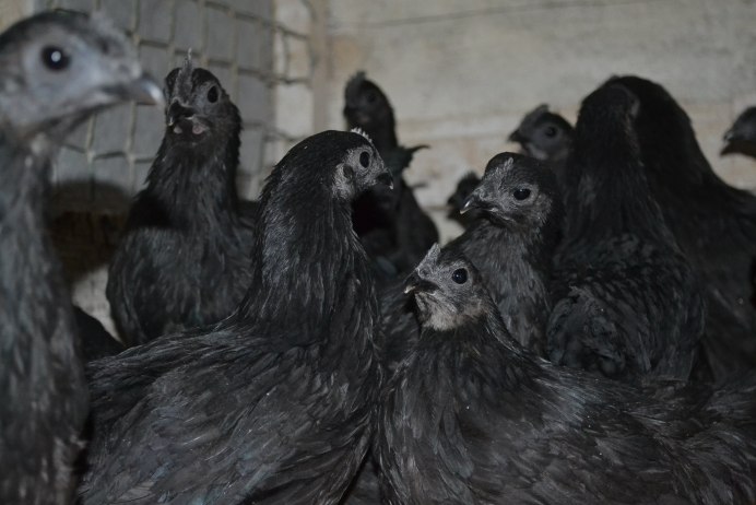 Hens chick near Rasipuram,Namakkal District