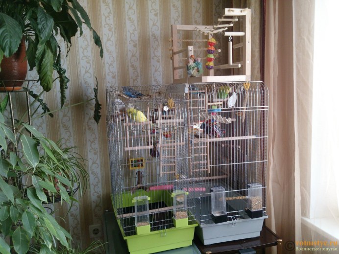 Птица амадина зебровая