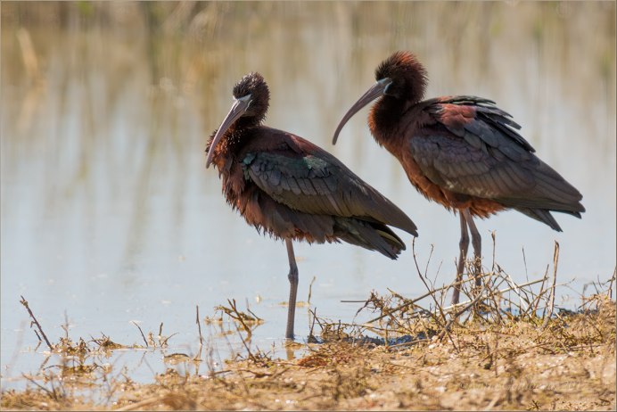 Каравайка (Plegadis falcinellus)