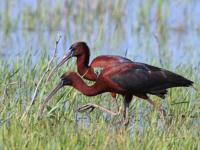 Каравайка Plegadis falcinellus (Linnaeus, 1766)