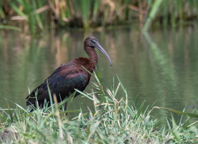 Каравайка Plegadis falcinellus (Linnaeus, 1766)
