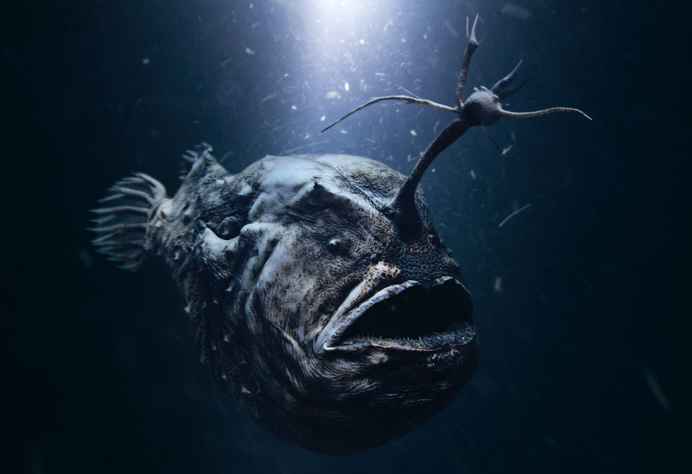 Морской чёрт удильщик