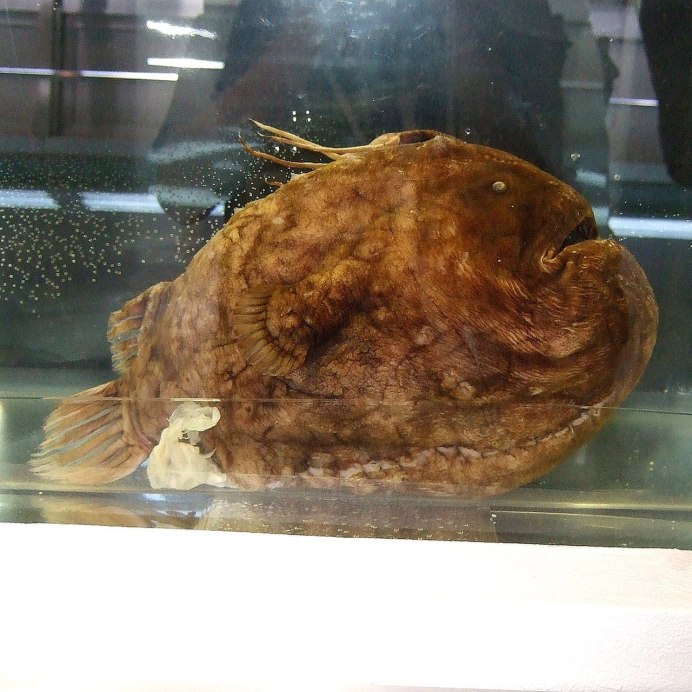 Морской чёрт удильщик