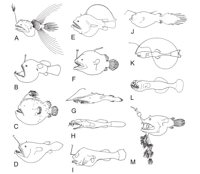 Рыба Ogrefish или Fangtooth