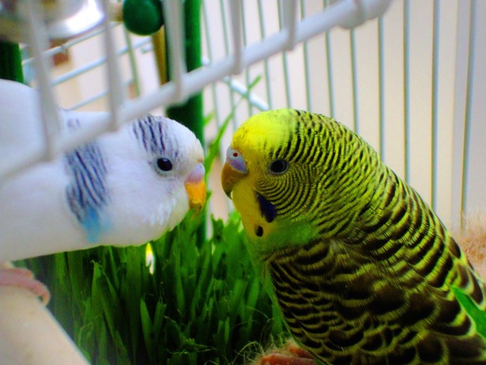 Yellow budgerigar