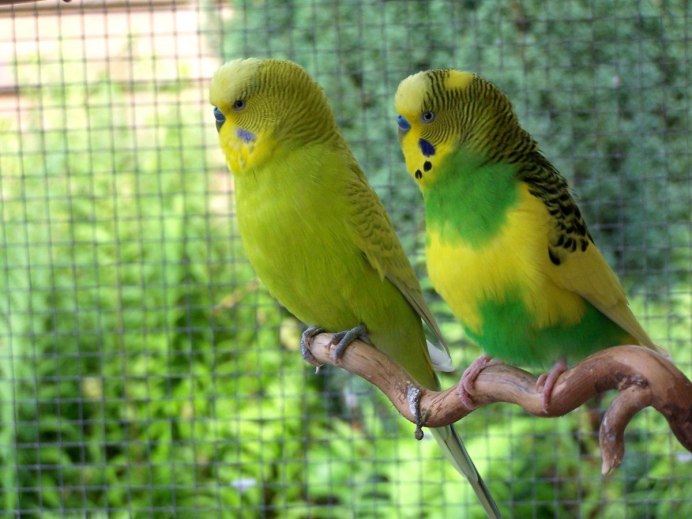 Волнистый попугай Budgie